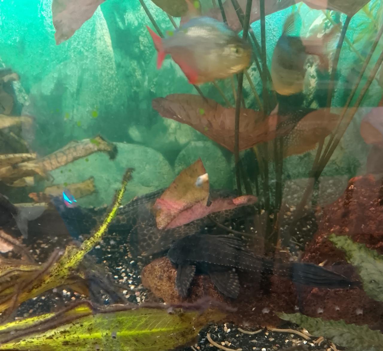 Te koop aquarium vissen