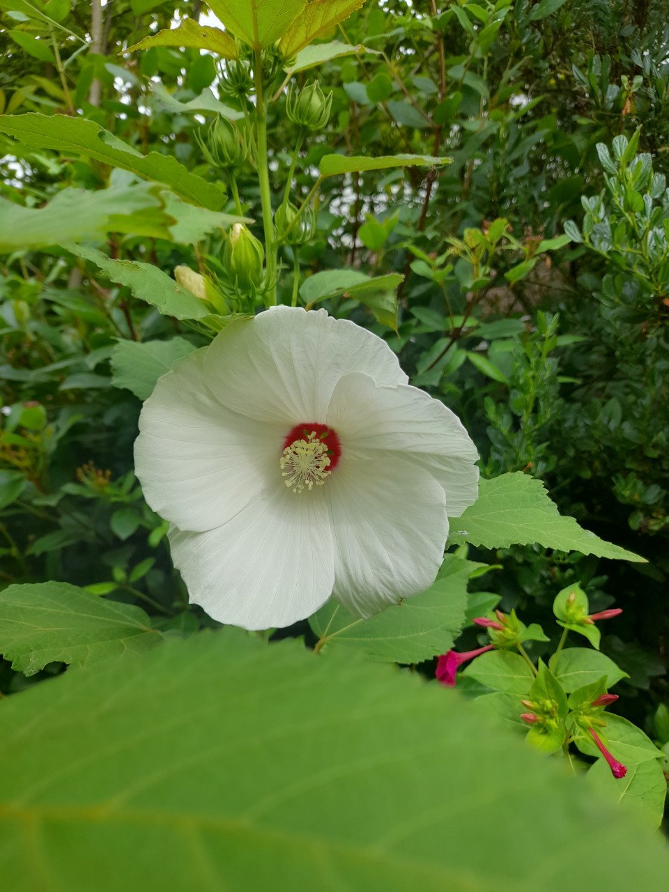 Vaste planten uit hobbykweek