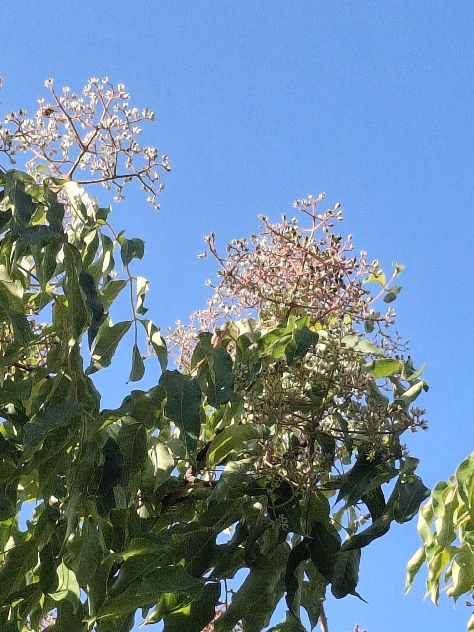 Bijenboom