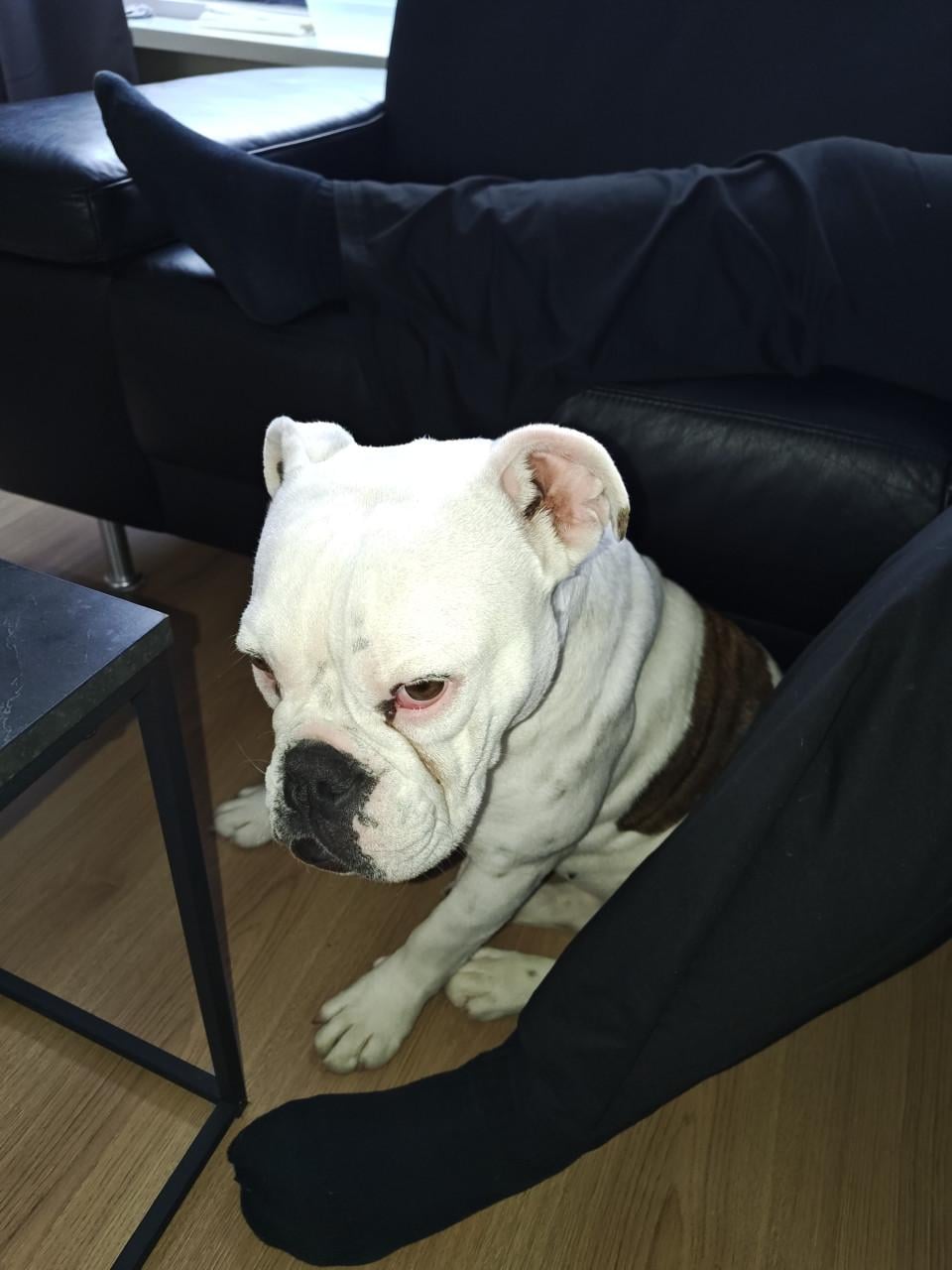 Te koop Old English Bulldog.