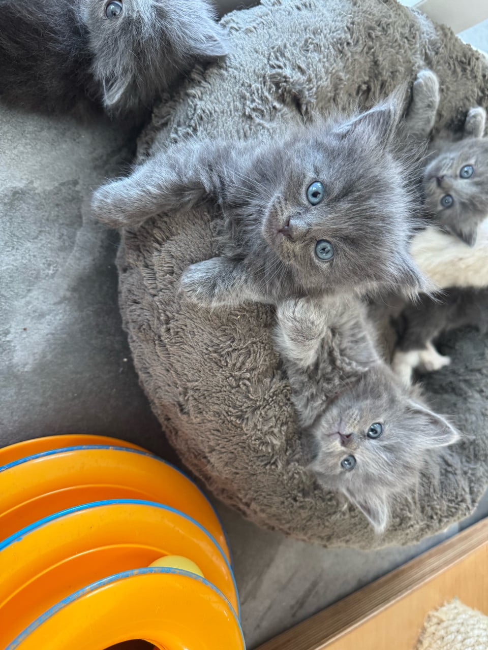 Aanhankelijke Ragdoll x Nebelung katertje