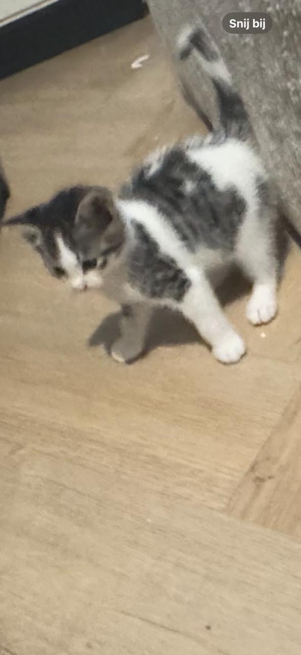 Kittens tekoop