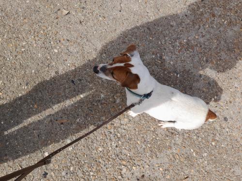 Wie wil mij een gouden mandje geven