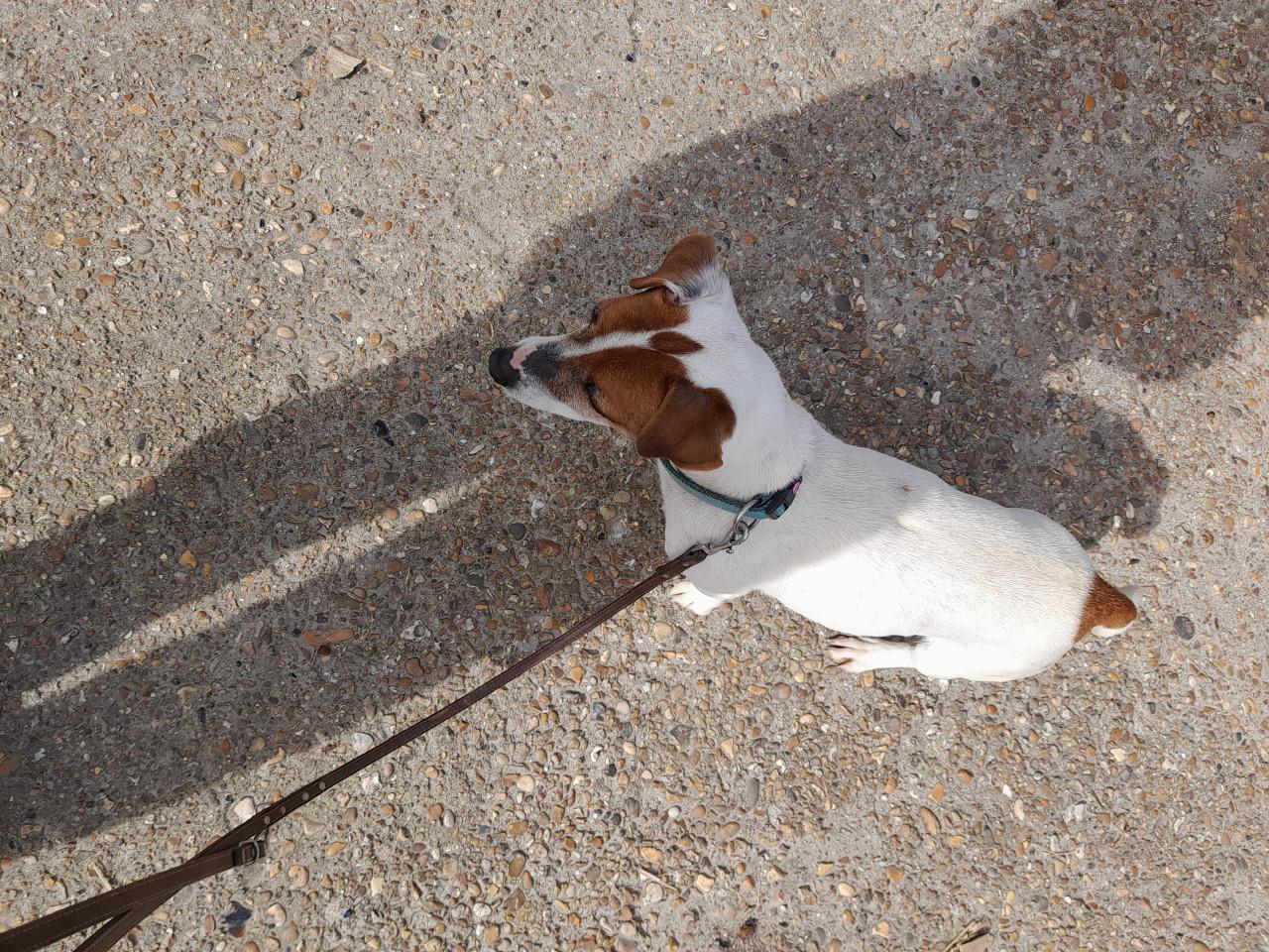 Wie wil mij een gouden mandje geven