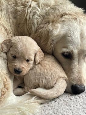 Mooie Golden retriever puppy’s