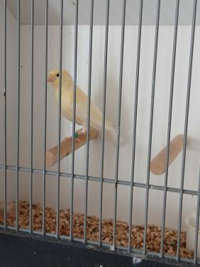 Te koop jonge kanarie