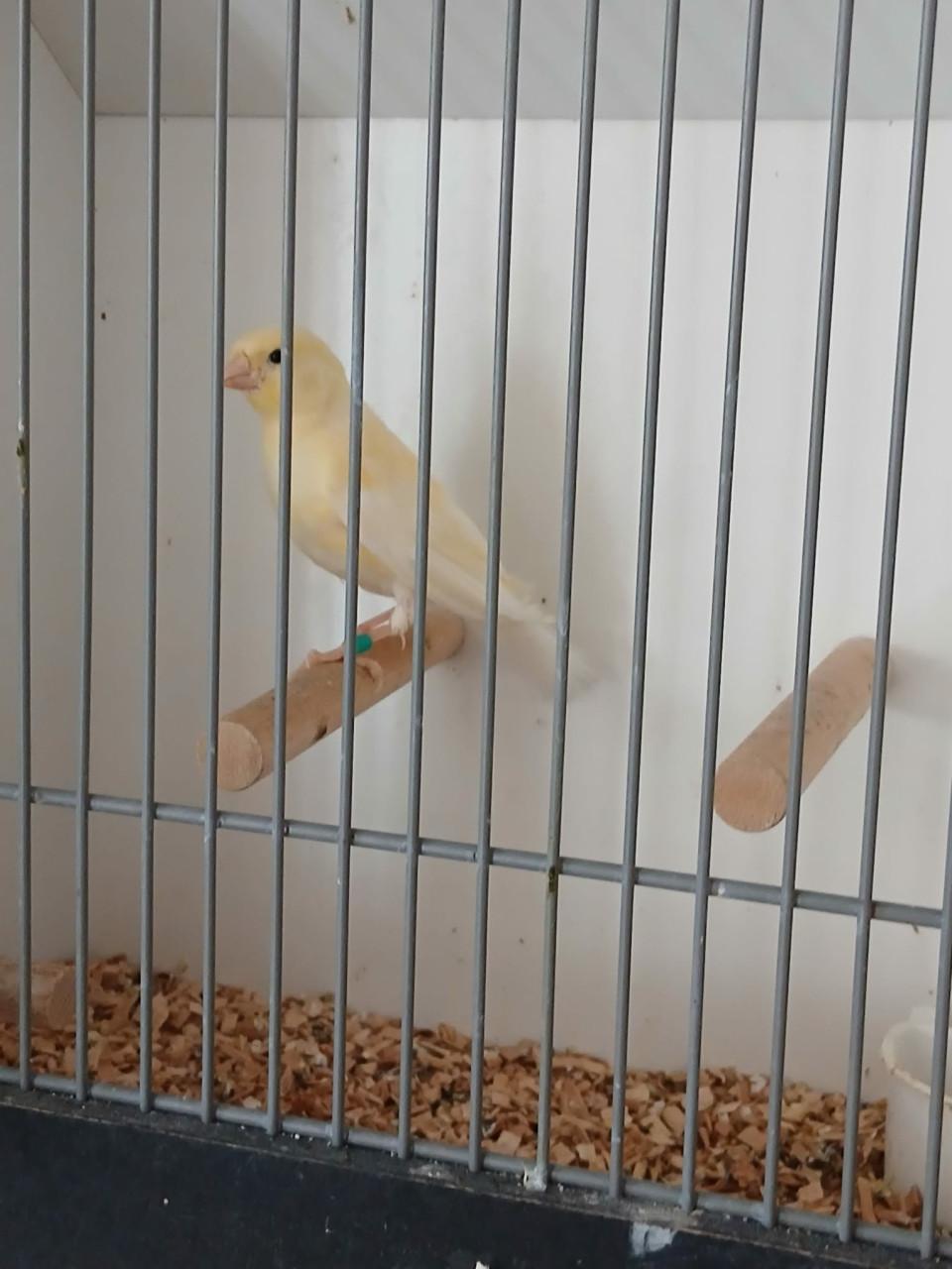 Te koop jonge kanarie