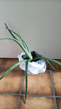 Aloë Vera plant. Voor € 2,- op te halen in Zierikzee.