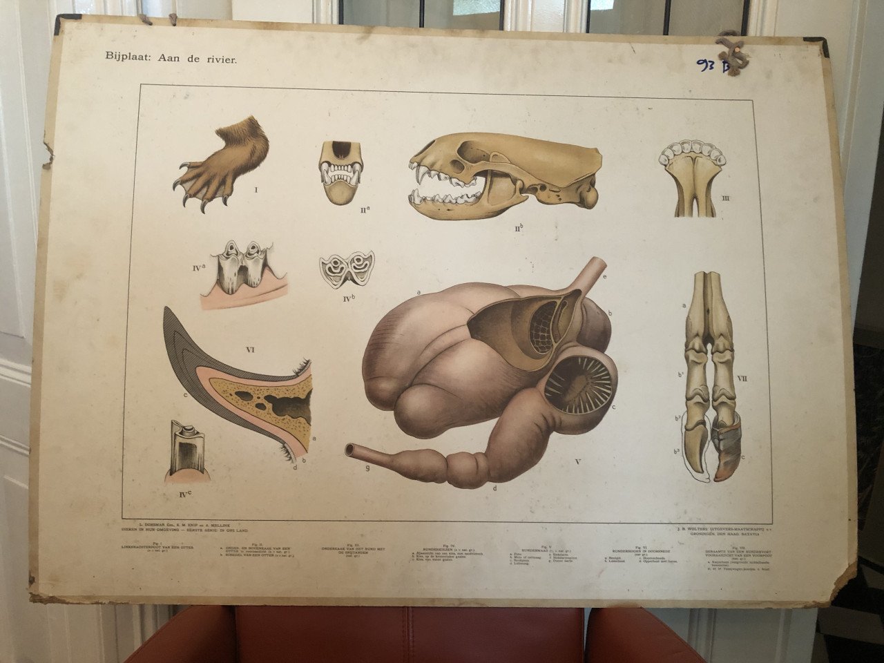 Wandplaten / oude schoolplaten BIOLOGIE