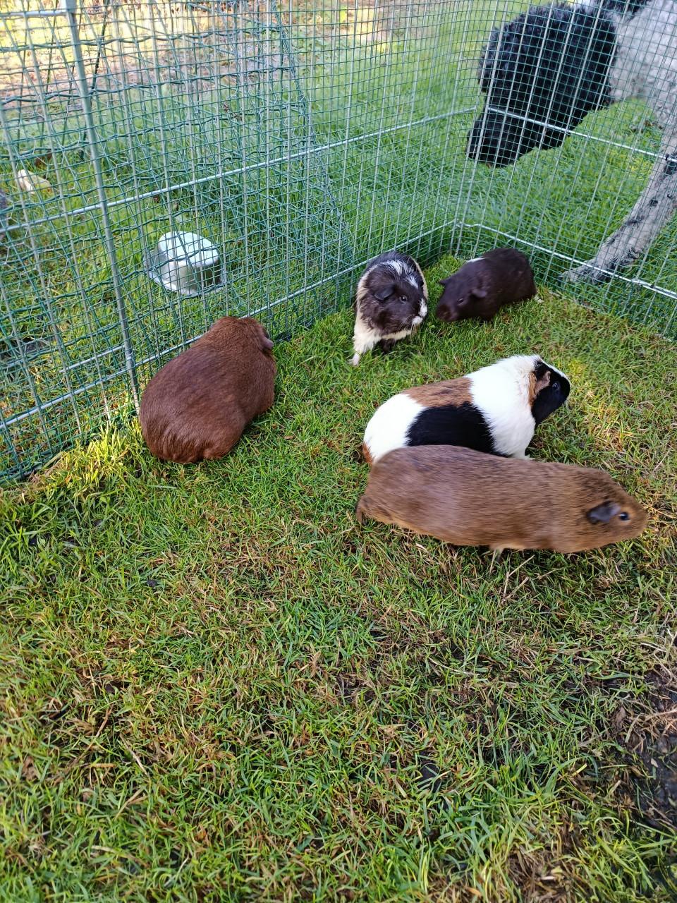 Cavia's te koop 5 zeugjes 2 beertjes