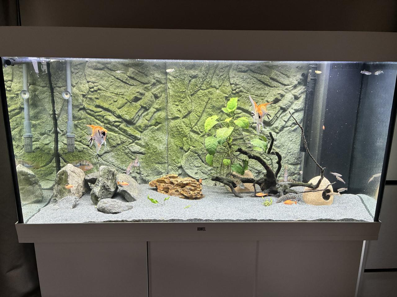 Juwel Rio 350 aquariumset – compleet