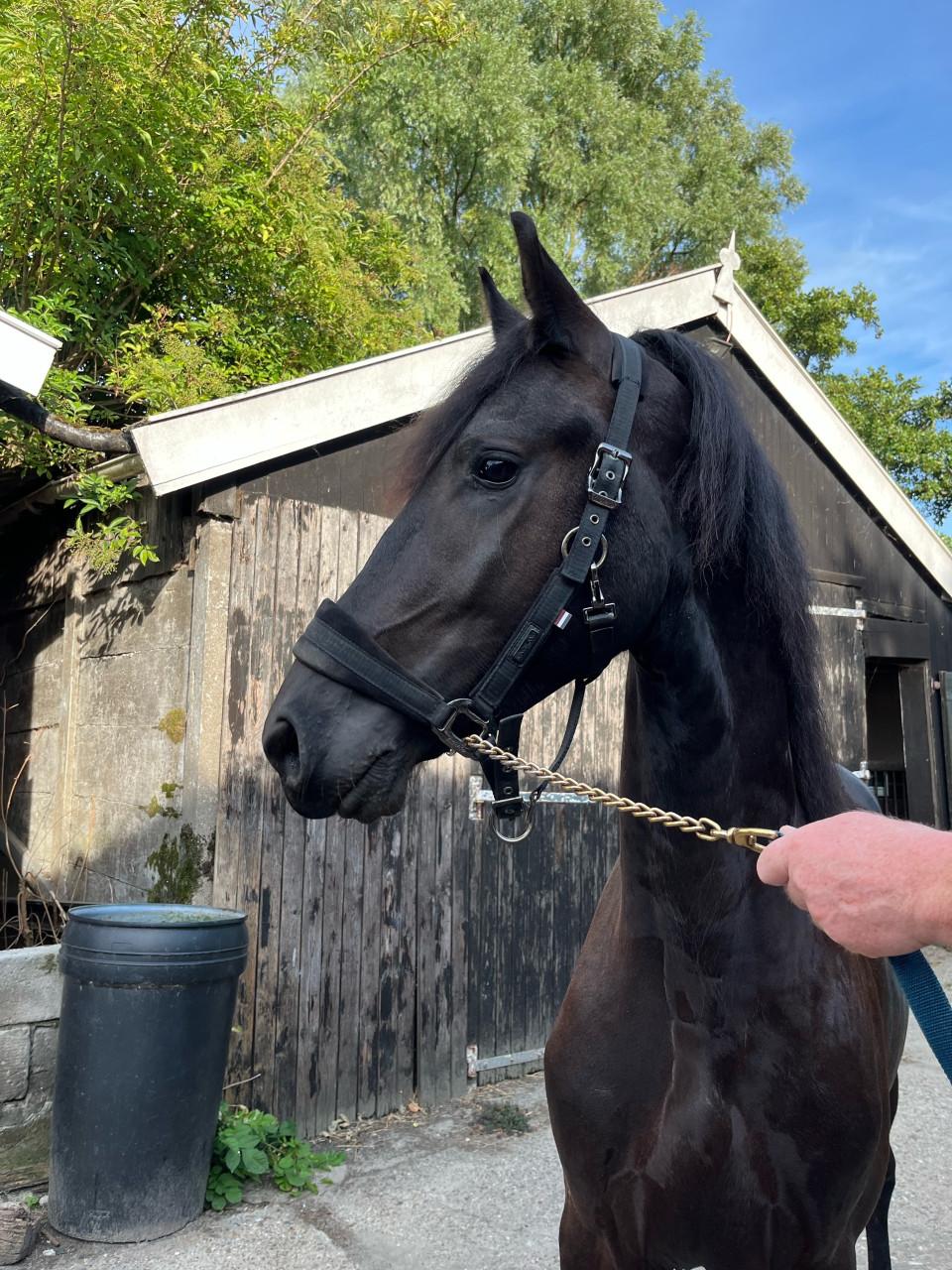 Mooie 2,5 jarige Friese hengst v. Auwert 415