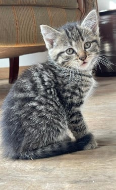 Aanhankelijke kittens