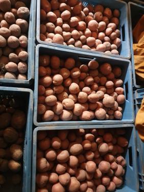 Bildtstar aardappelen