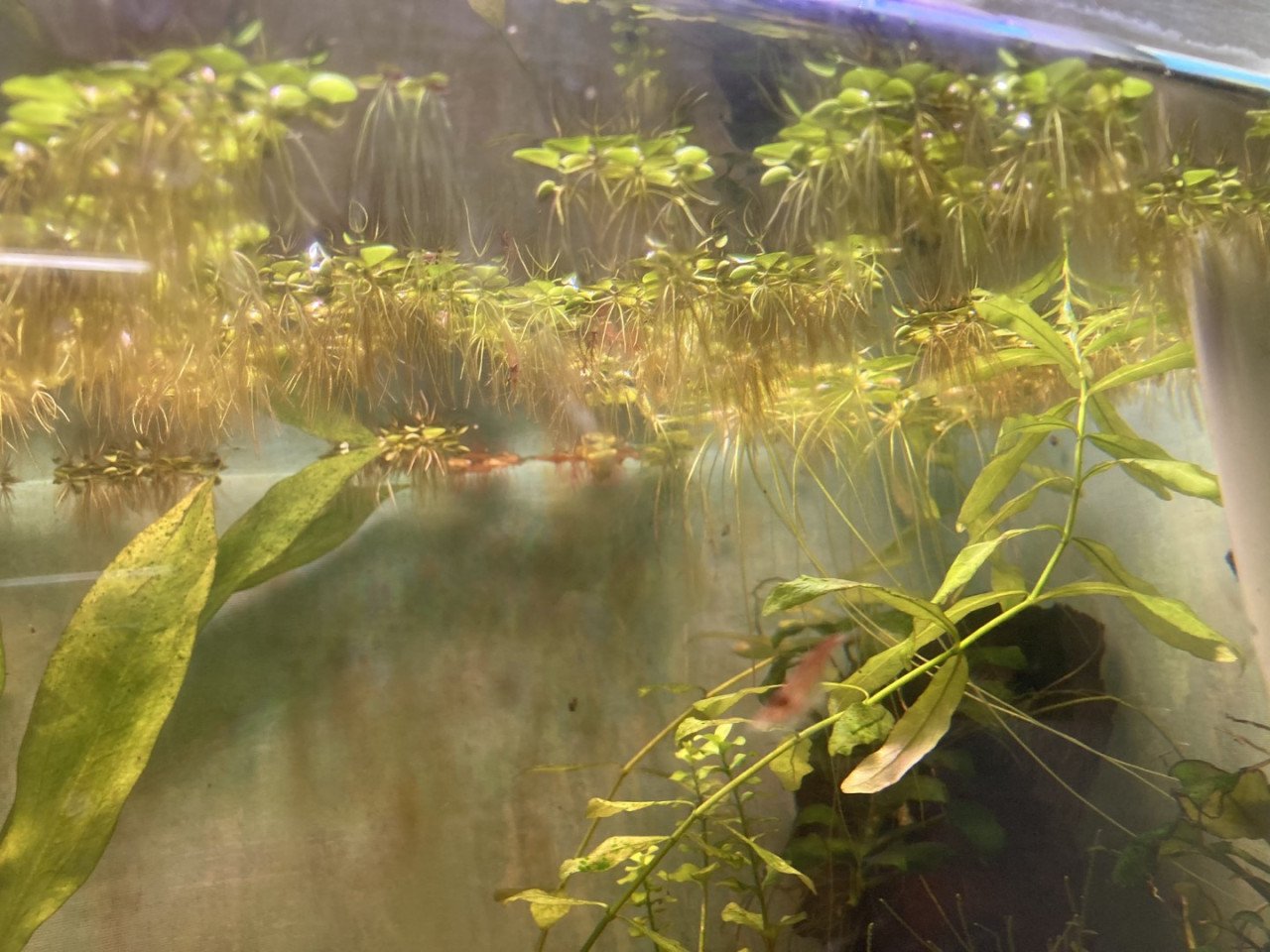 Drijfplanten aquarium of vijver