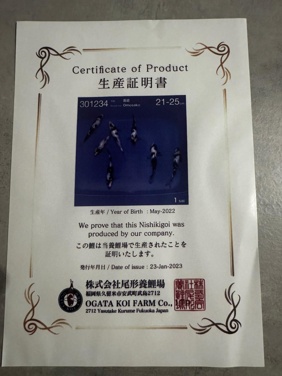 Shiro Utsuri koi 52 cm met Certificaat