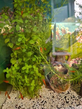 Platies ( jong)