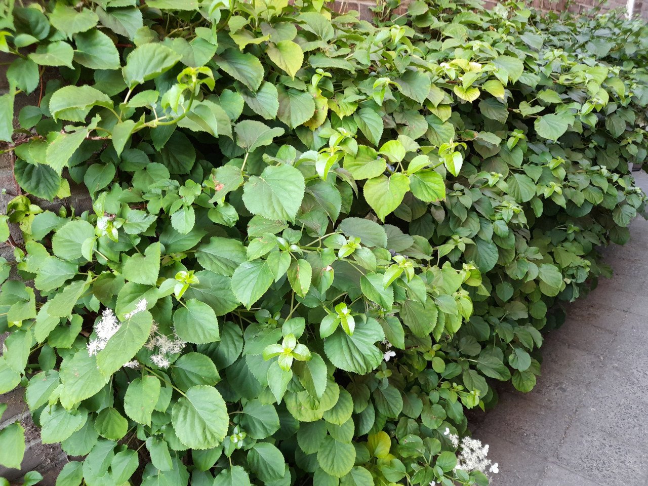 Klimhortensia