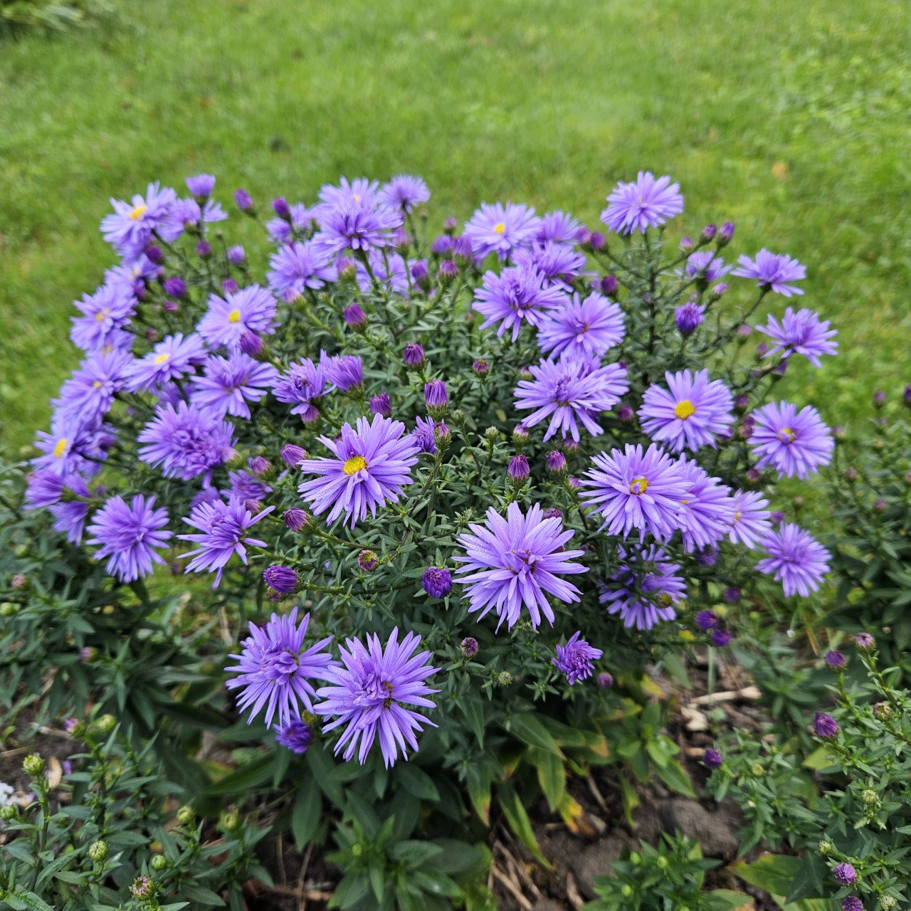 Stek  heg  -  stek van blauwe herfstaster