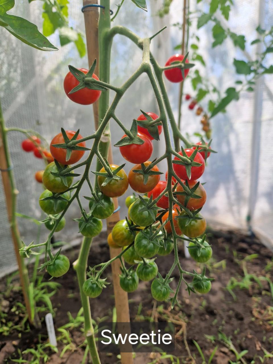 Zaden van tomaten uit eigen tuin - onbespoten
