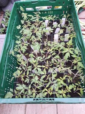 Tomaten planten te koop
