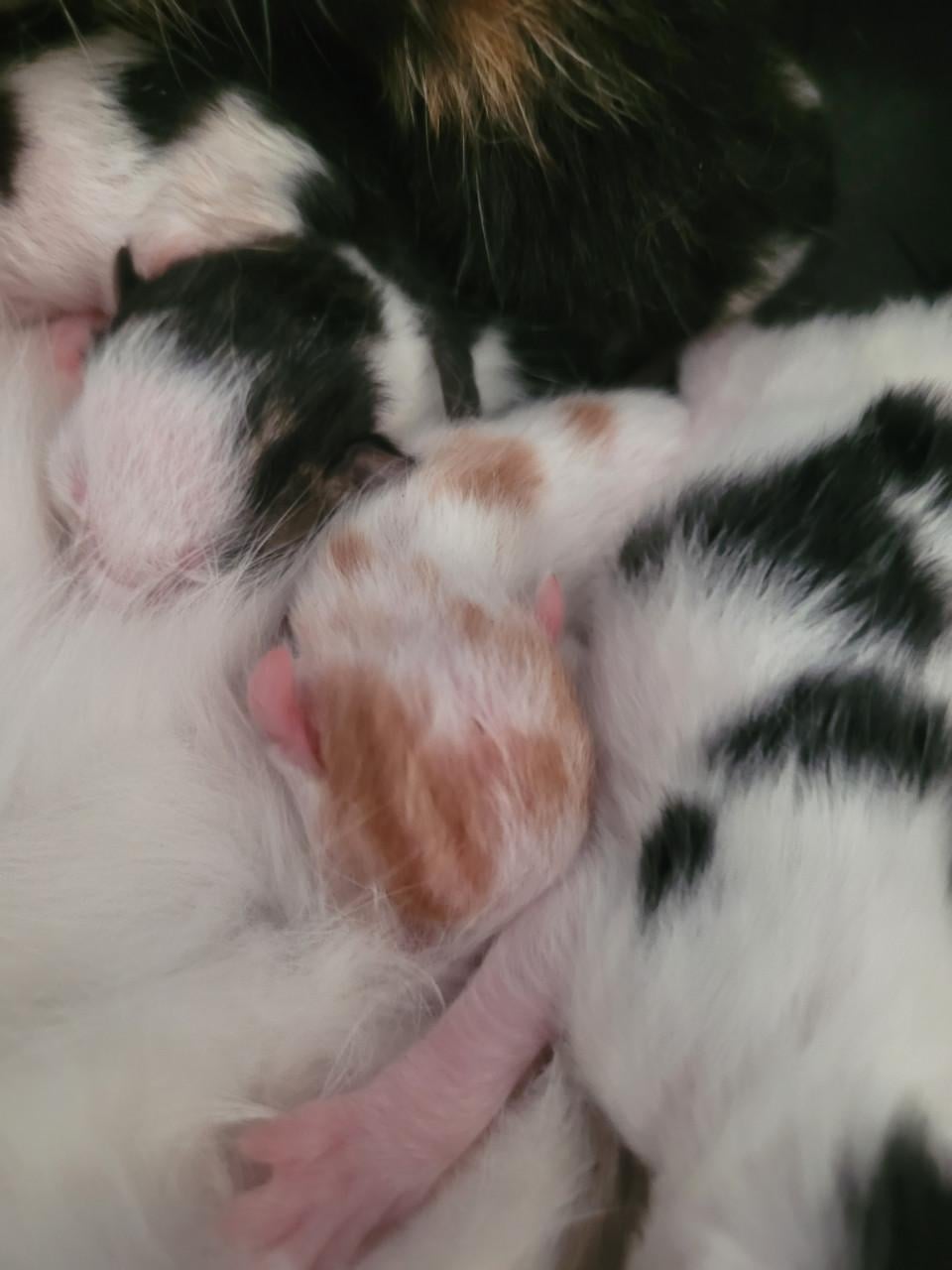 Kittens