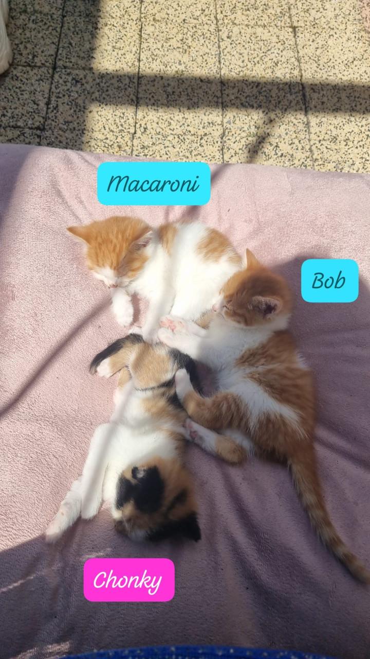 Kittens