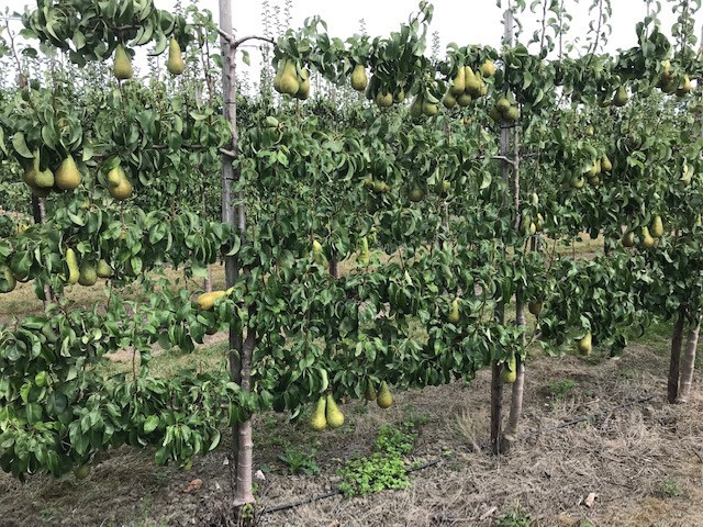 Fruitbomen in leivorm / Leibomen / Peer (Voorverkoop)