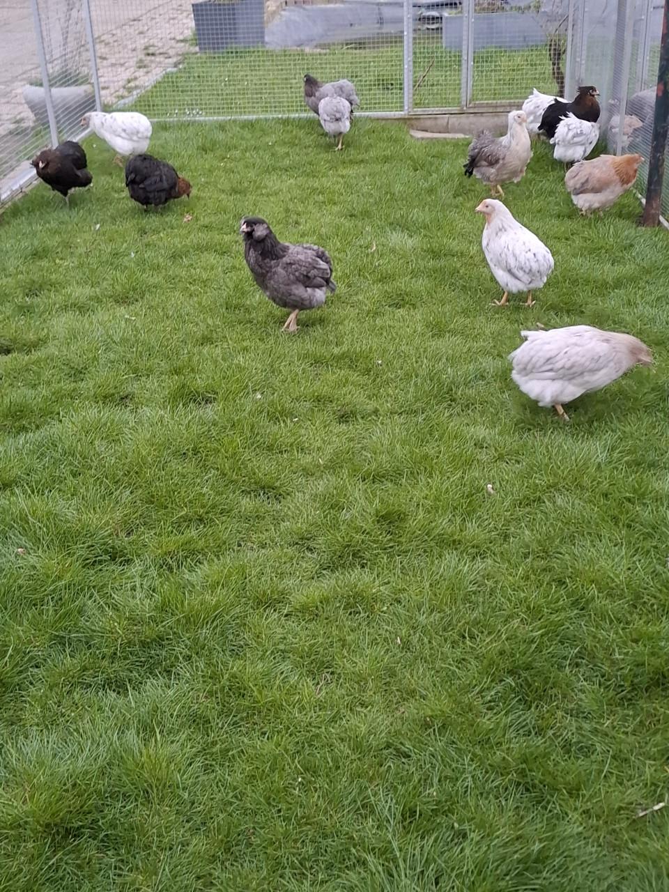 Araucana's in allerlei kleuren