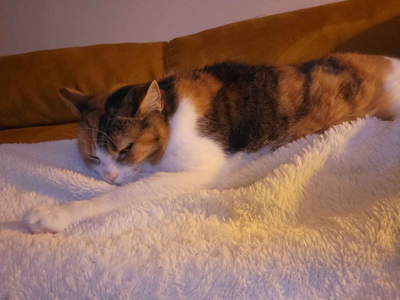 Poes zoekt gouden mandje
