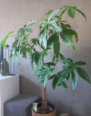 Kamerplant Pachira