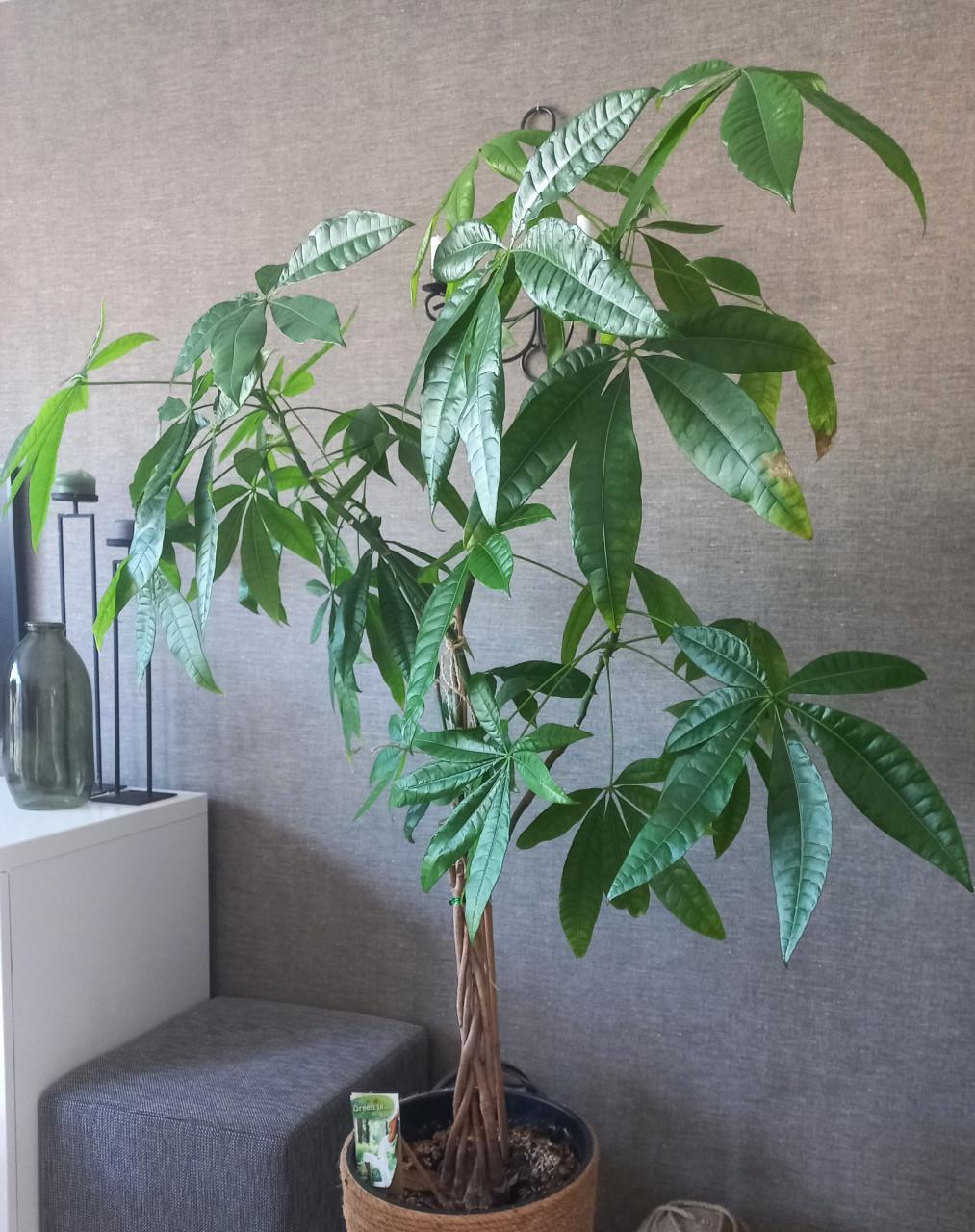 Kamerplant Pachira