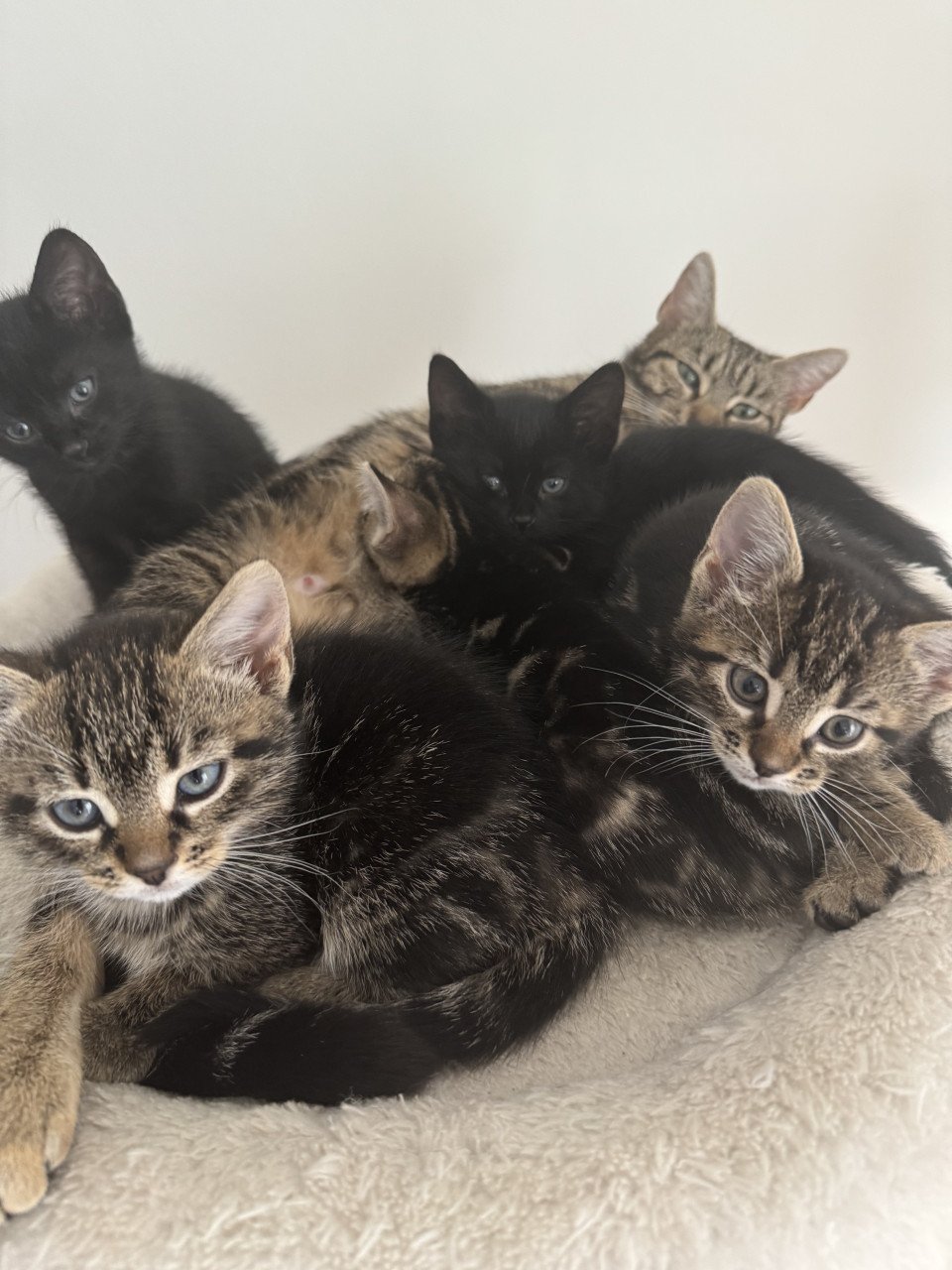 Kittens