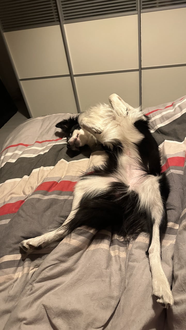 Border-Collie Dekreu beschikbaar.