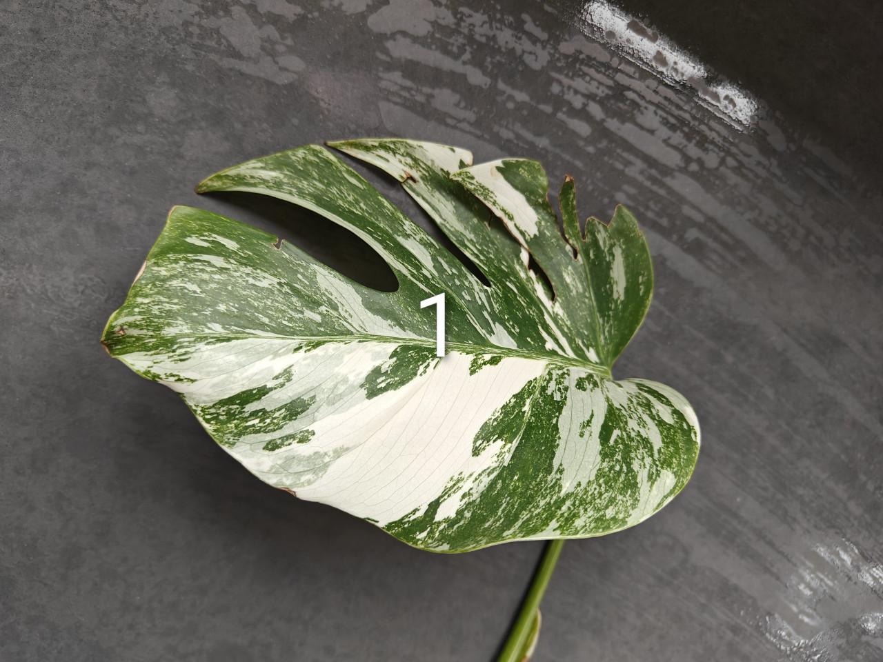 Monstera Variegata stekken, kamerplant