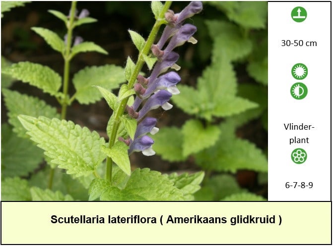 In ons plantenkraampje veilige bijen,- en vlinderplanten voor €1,25 p/st.