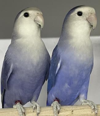 Violet blauwe agapornis man.