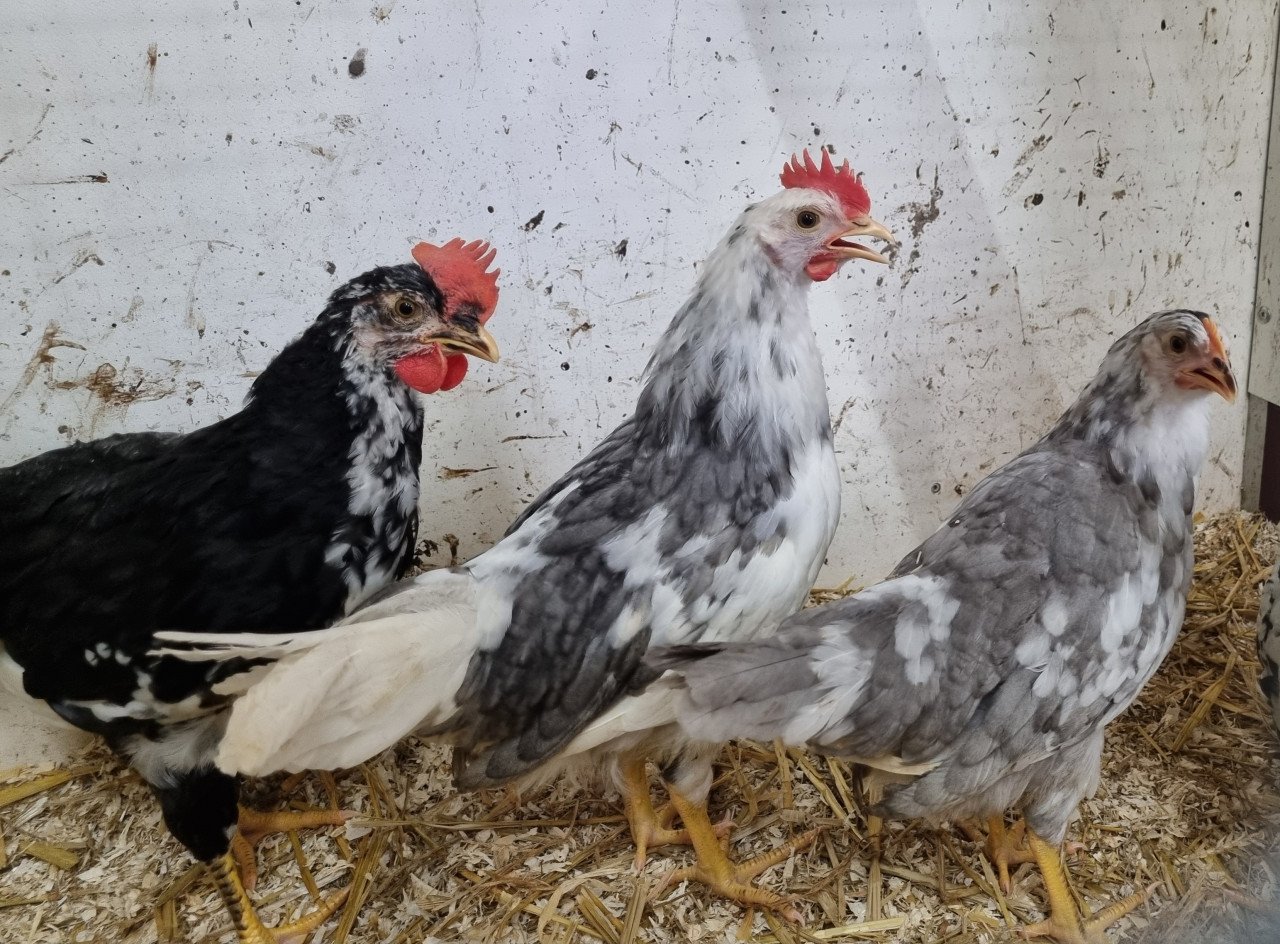Bonte leghorns