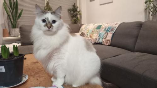 Siberische Kater