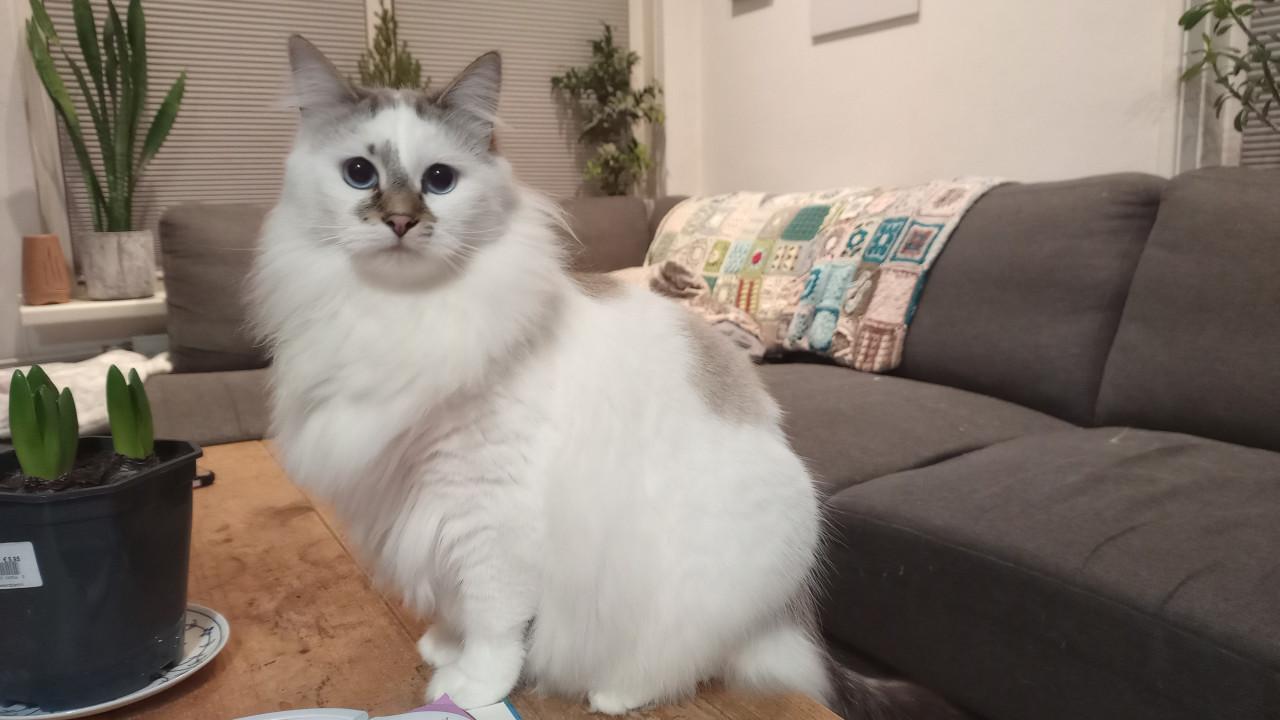 Siberische Kater