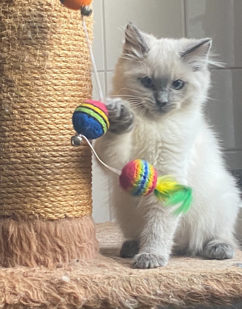 Kittens ragdoll 1 mannetje 1 vrouwtje blue points