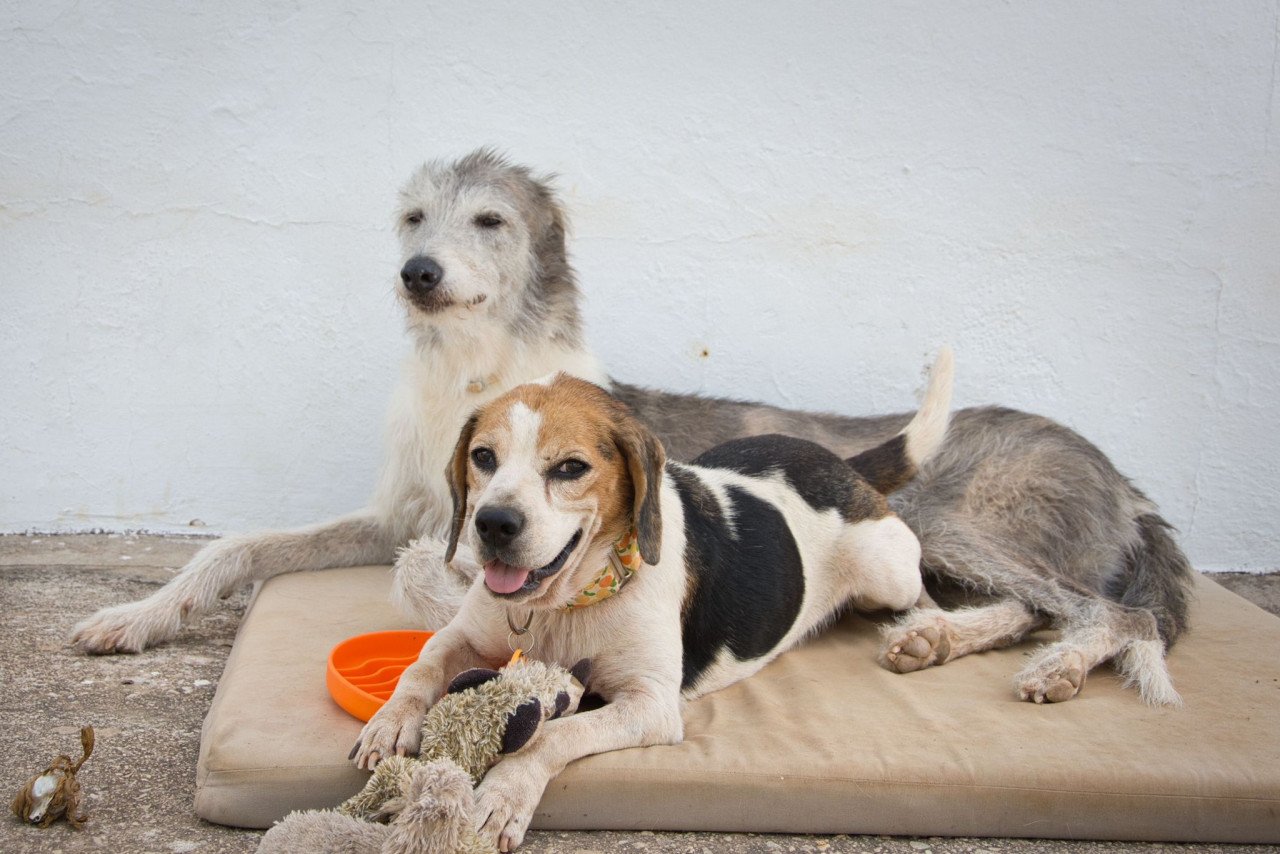 Superlieve Beagle Betsy zoekt een heel lief baasje!