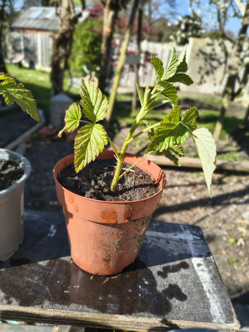 Frambozen stekjes! Frambozen struik, frambozen plantjes.