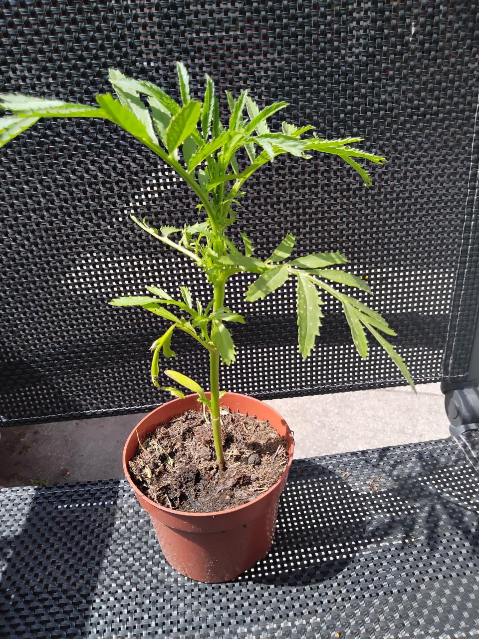 Tomatenplantjes, paprikaplantjes en gele afrikanen
