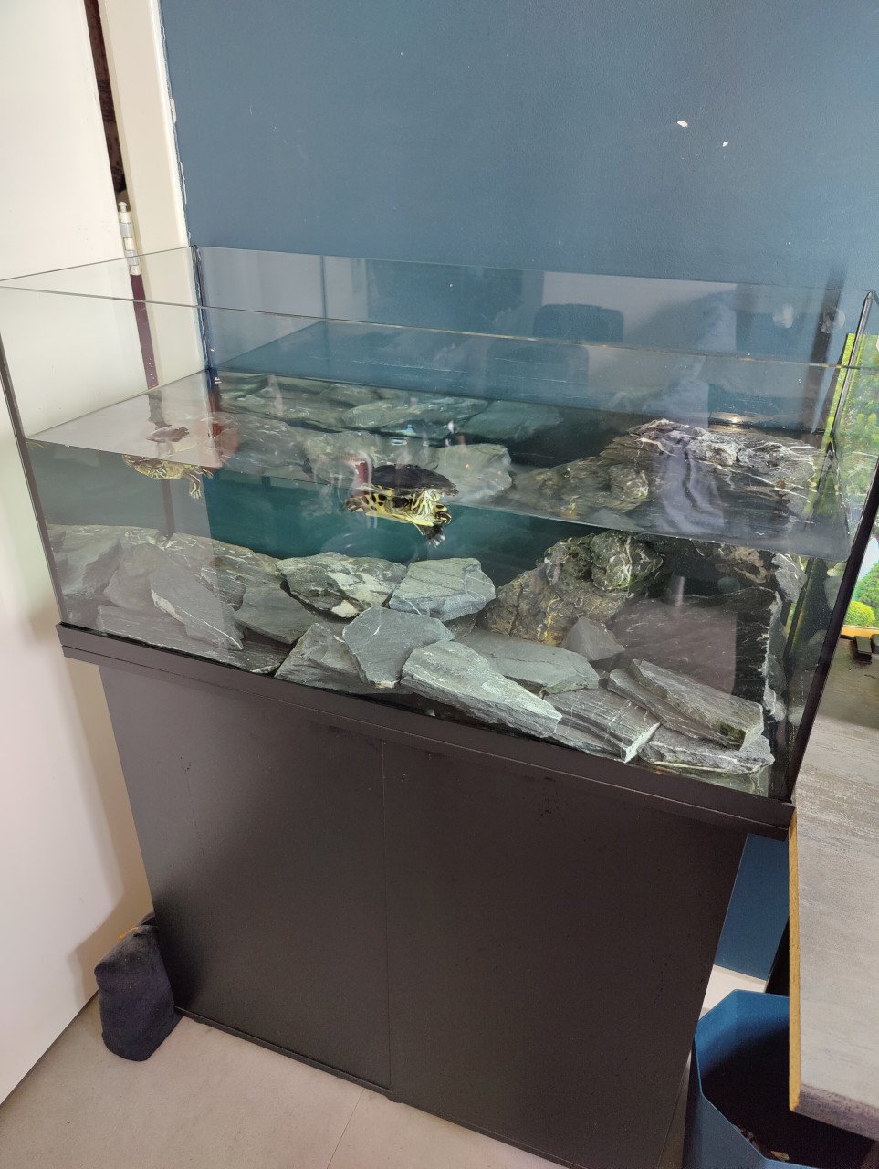 Zeer net aquarium 125L met kast en 2 schildpadden