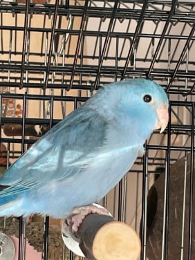 Blauwe Forpus pop
