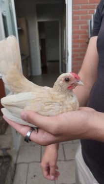 Sebright kuiken | haan