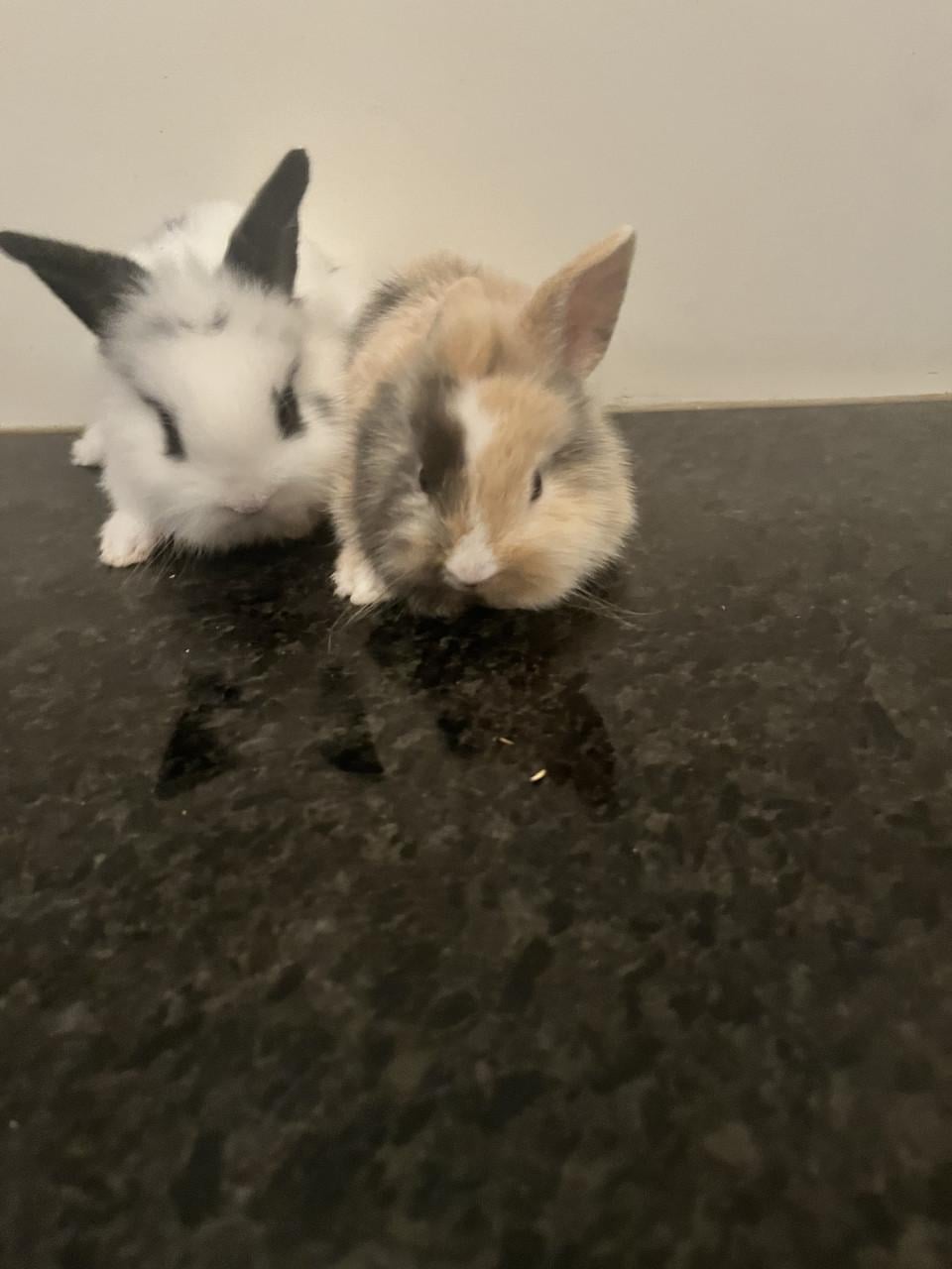 Baby konijnen te koop