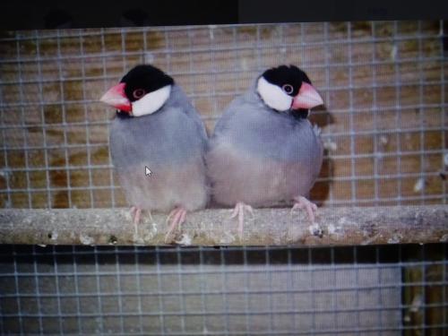 Te koop rijstvogels broedrijp wildkleur en koppel witte [witte Gereserveerd