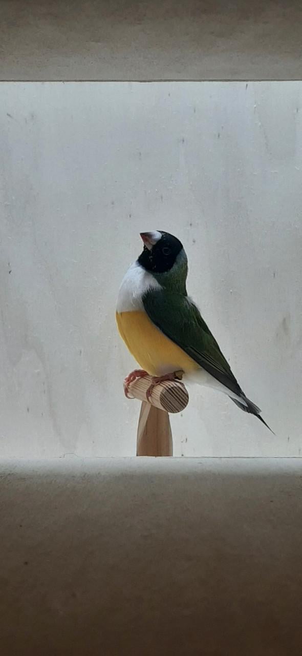 Gouldamadines te koop